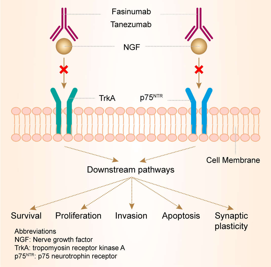Mechanism of action of tanezumab